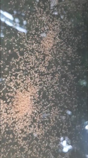 How to culture moina and Daphnia #Daphnia #moina