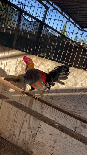 This guy is off the dark asil hen and the old rooster 💪🏼 #jumperfarm #gamefowl #gamefarm #gallos #asil