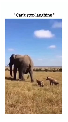 Fact Vortexx on Instagram: "This 9-second video captures a startling encounter on the African savanna where a large elephant, followed closely by two hyenas, suddenly delivers a powerful kick with its hind leg that sends one of the hyenas flying through the air before it crashes back into the dry grass. The footage, which is overlaid with the text "CAN'T STOP LAUGHING," shows the hyena rolling onto its back while onlookers in the background react with audible shock and laughter at the unexpected