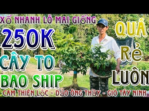 🌈30/3/2026☎️0385308293 (Ha My)🔥Cheap clearance sale of 26 bonsai trees, old, mature, with high-qu...
