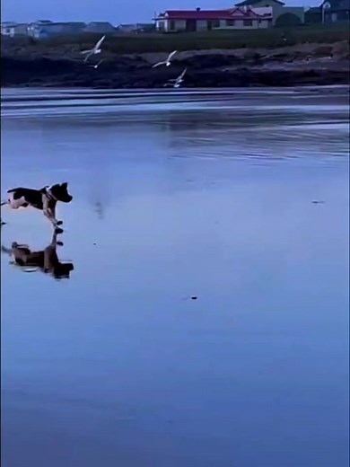 Adorable Dog and Donkey Playtime in Nature