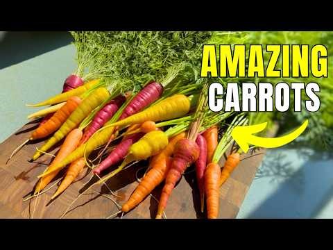 Grow PERFECT Carrots at Home in 5 EASY Steps!