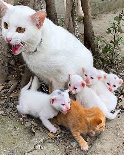 Amazing rescue A miracle happened to a hungry cat and her adorable kittens | Family BiBi