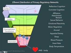 Teaching Tuesday: Dr. Bruce Perry, The Human Brain