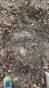 1.9M views · 10K reactions | ⛔️ Încă o dovadă a modului barbar în...