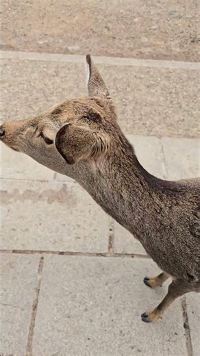 Hank Hill visits Nara Deer Park #shorts