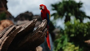 A Look at the Canon EOS R3 Mirrorless Camera