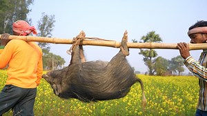 2.2M views · 39K reactions | How to Clean and Cook full 50 kg PIG in tribal people village | tribe people hunting pig | pork recipe | Indian tribe food | Facebook