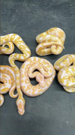 I still love Albino Ball Pythons! #snake #ballpython #ballpythonbreeder