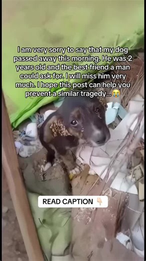 Protect Your Dog from Toxic Household Items