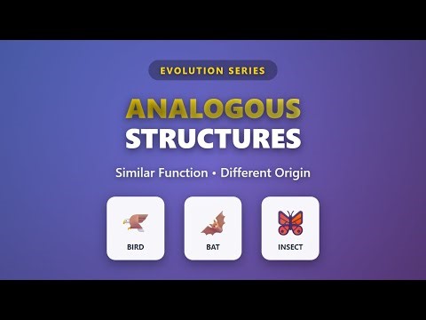 Analogous Structures: Similar Function, Different Origin | Evolution Explained