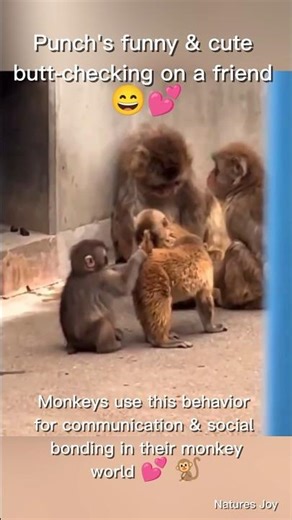 Baby monkey Punch’s funny & cute butt-checking on a friend 😄💕 | Ichikawa Zoo Japan 🌿💚
