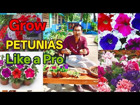 How to Grow Petunias like a Pro. Learn the Entire Process in a Single Video