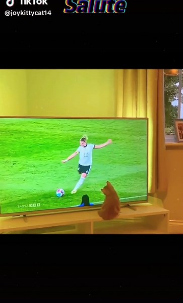 football cat#cat #catsoftiktok #cats #football #footballtiktok #pet #pets #petsoftiktok #fypシ #fyp #funny #funnyvideos #funnyvideo