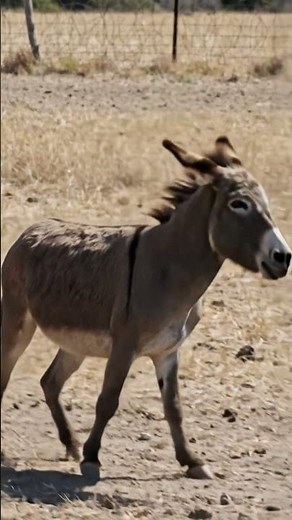 Funny😁Donkey crying. #viral