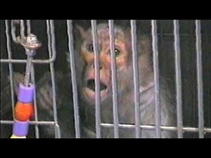 What's Happening to Monkeys at the University of Louisiana?