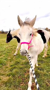 Lilo has come so far in a short period of time! She has the most gentle, kind soul. I’m extremely happy we got her! | Free Spirit Equestrian