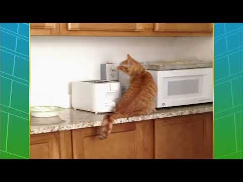 Funny Cat Montage (AFV)