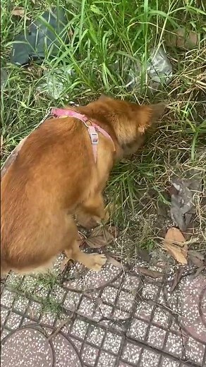 12 babies will find DNA with their mother