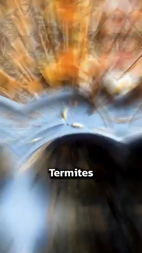 Getting rid of termites requires a combination of chemical treatments, baiting systems, and preventive measures to ensure they don’t return. Here’s how you can effectively eliminate termites: 1. Chemical Treatments Liquid Termiticides – Products like Termidor create a protective barrier around your home, killing termites upon contact. Foam Treatments – Used for infestations inside walls or wooden structures, foam termiticides penetrate deep into the wood. Boric Acid – A natural insecticide that 