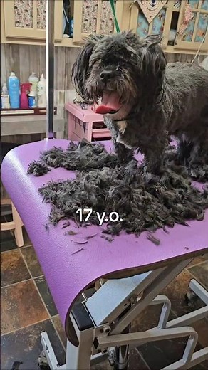 Shih tzu-Lhasa-Apso mix,summer cut ✂️