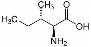 ما هو الفرق بين لوسين و isoleucine - أخبار 2026