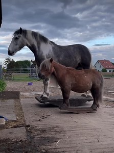 A pair of rocking horses 🎠 Video Credit: Instagram: @tierzirkus_jeden_tag | Horse Talk