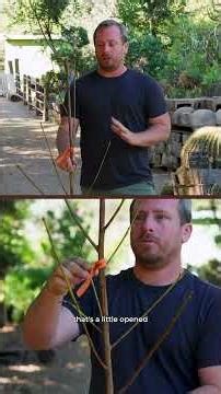 Think bare root trees need fancy products and special treatments to survive?