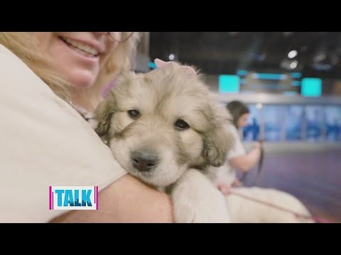 How the Great Pyrenees Club of Western Pennsylvania helps dogs