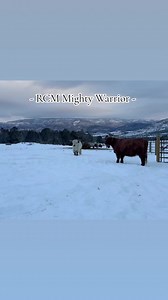 5.8K views · 170 reactions | - RCM Miniature Cattle Company - | RCM Miniature Cattle Company | Facebook