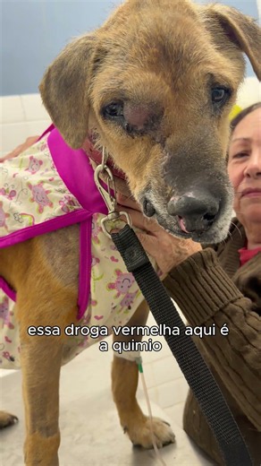 Eles ainda precisam da nossa ajuda 🐶💛 #voaurea