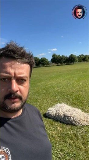 the komondor #animals #viral #wildlife #youtubeshorts #dog #komondor #shorts #fyp #animals #carpet