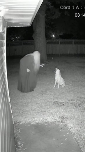 Phoenix ASMR on Reels