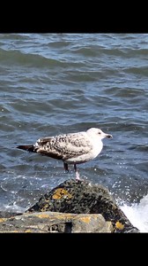 11K views · 386 reactions | Lynton & Lynmouth Cliff Railway on Reels | Facebook
