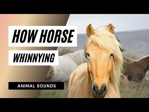 The Animal Sounds: Horse Whinnying Snorting / Sound Effect / Animation