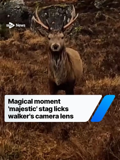 A walker has shared the magical moment a majestic stag approached them in the Scottish Highlands. Roaming Thistle, an account that documents journeys around Scotland by motorhome, caught the animal coming up to them and licking the lens of their camera. “Proof that the most majestic residents of the Highlands are also the most curious,” they said. “Just a moment of pure connection in the middle of nowhere.” They added: “Moments like these are exactly why I find myself wandering the Highlands. “T