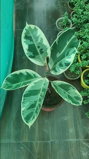 Rubber Plant Care: Watering, Light & Pruning Tips Explained