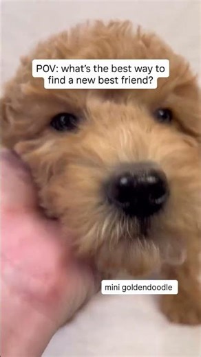 Finding a New Best friend?? #arizonapuppy #nonsheddingdogs #minigoldensofinstagram