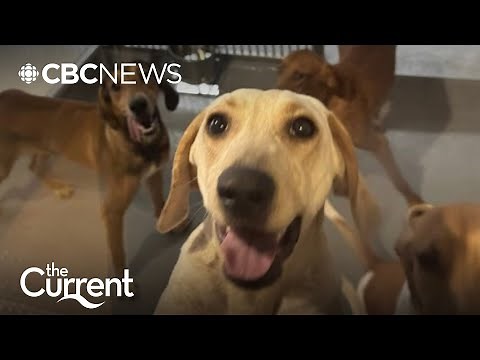 Dogs in labs: Should Canada end animal testing? | The Current