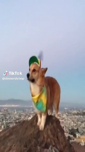 Perros con sombreros de hélice y caramelos