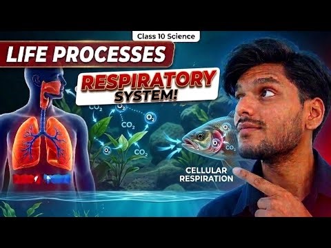 Life Processes: Respiratory system in humans|Class 10 science