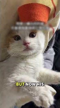 Rescuing Two Terrified Kittens Hiding in a Junk Pile! 🥺