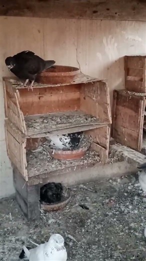 daily routine short clip and daily live stream with pigeon and white java sparrow like comment