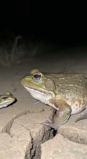 Little frog jumps over big frog for funny | Epic leap challenge #frogs #funny #wildlife