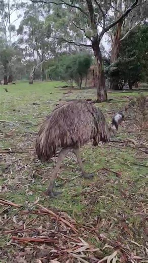 15K views · 588 reactions | Emu walking around searching for a tasty treat 鸞 | Myuna Farm | Facebook