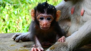 25 reactions | New baby monkey crying so loudly because hurt when mom holding her negligence# part 1 | Monkey Soo | Facebook