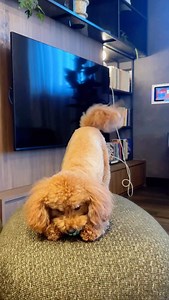 Dogs can get depression and anxiety too 🥹 I was so sad to read that a 2022 UK study by Guide Dogs UK found that nearly 75% of dogs show signs of depression or anxiety. Some common triggers include: ✎ Lack of mental stimulation: boredom can lead to depression, so enrichment is essential. ✎ Major life changes: moving, a new baby or pet, or changes in family structure. ✎ Owner’s emotional state: dogs can mirror our moods, so our stress can affect their wellbeing. Sadly, many owners don’t recognise