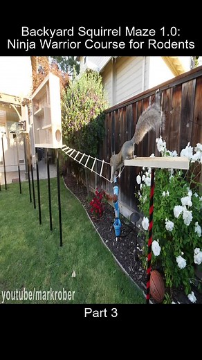 Ultimate Backyard Squirrel Ninja Warrior Course