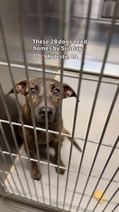 Thank you Community, all 28 dogs have found adopters, fosters or rescue! 🎉🐾✨ 28 dogs urgently need forever homes, foster homes, or rescue placement by this weekend…💔 If you’re ready to adopt, the process is simple… just visit our shelter, bring a valid ID, and meet the dog who captures your heart. Adoption Fees are WAIVED for these 28 deserving dogs! To learn more about becoming a long-term foster ambassador for our urgent dogs, you can email: sasafoster@stancounty.com or DM us! You can also 