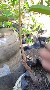 22K views · 432 reactions | Rootstock grafting techniques #gardeninglife #fruitgarden | GardeningFruit | Facebook